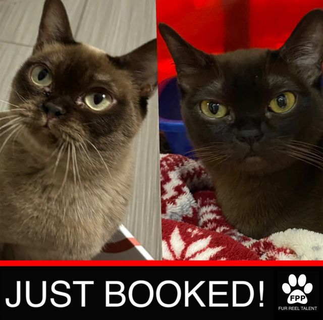 JUST BOOKED! Riri and Stella booked a photoshoot!