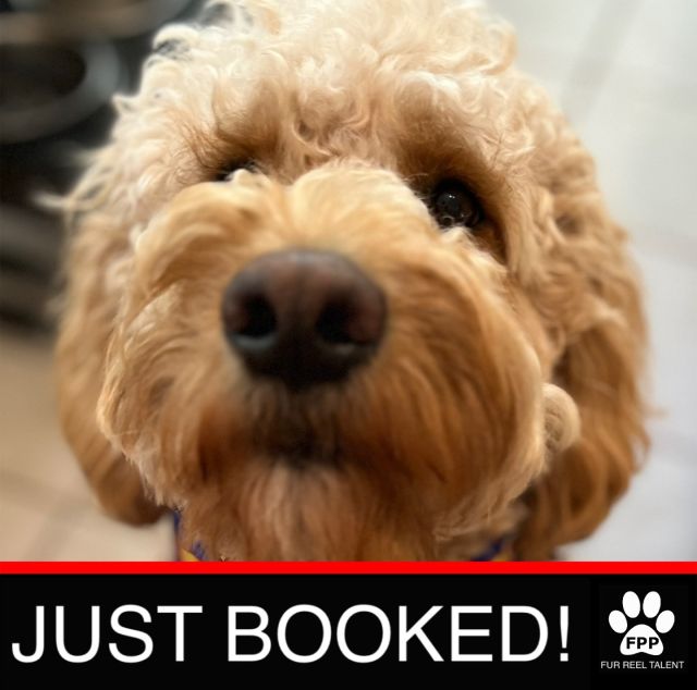 JUST BOOKED! Mocha booked an upcoming commercial!