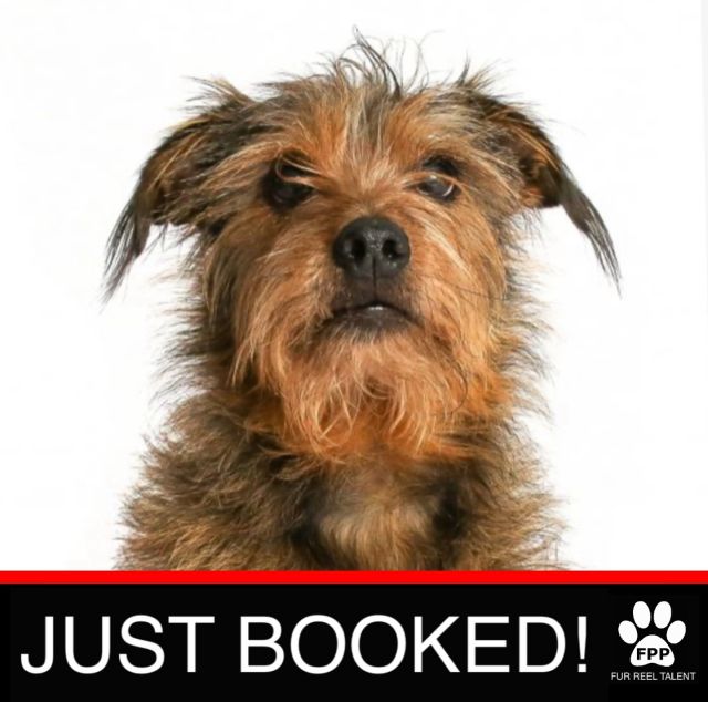 JUST BOOKED! Hiccup booked a TV role!