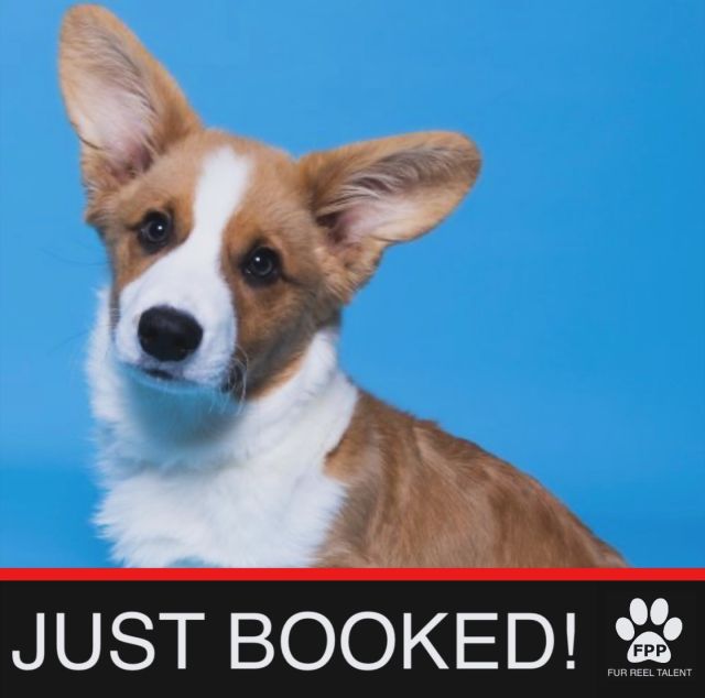 JUST BOOKED! This little dynamo Stryker booked an upcoming commercial!