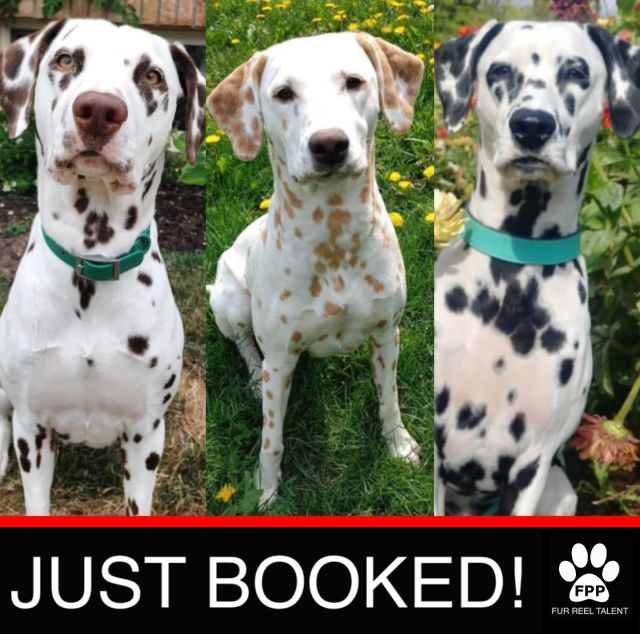 JUST BOOKED! Luna, Freya and Macy booked an upcoming photoshoot!