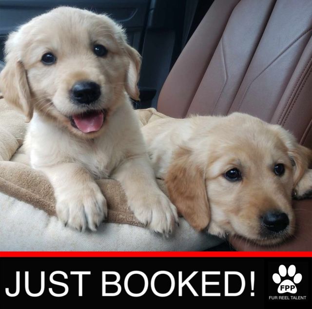 JUST BOOKED! Chevy and Lemon booked a role in an upcoming movie!