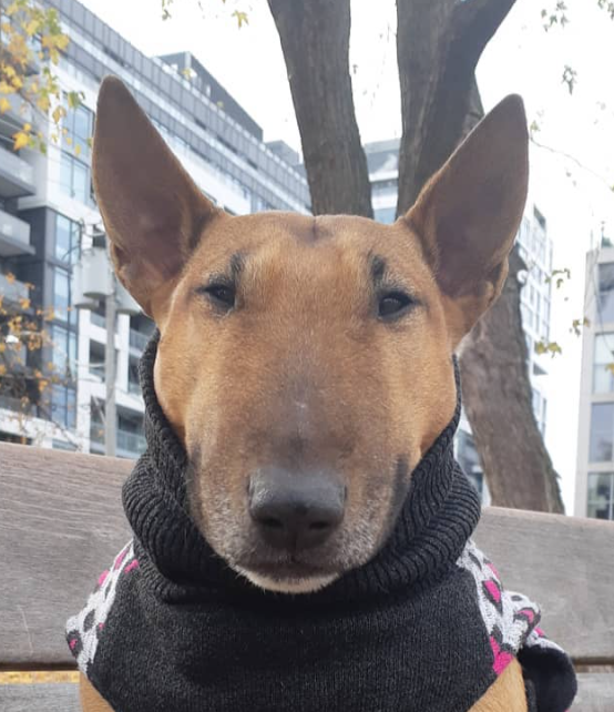 Bull terrier sweater top