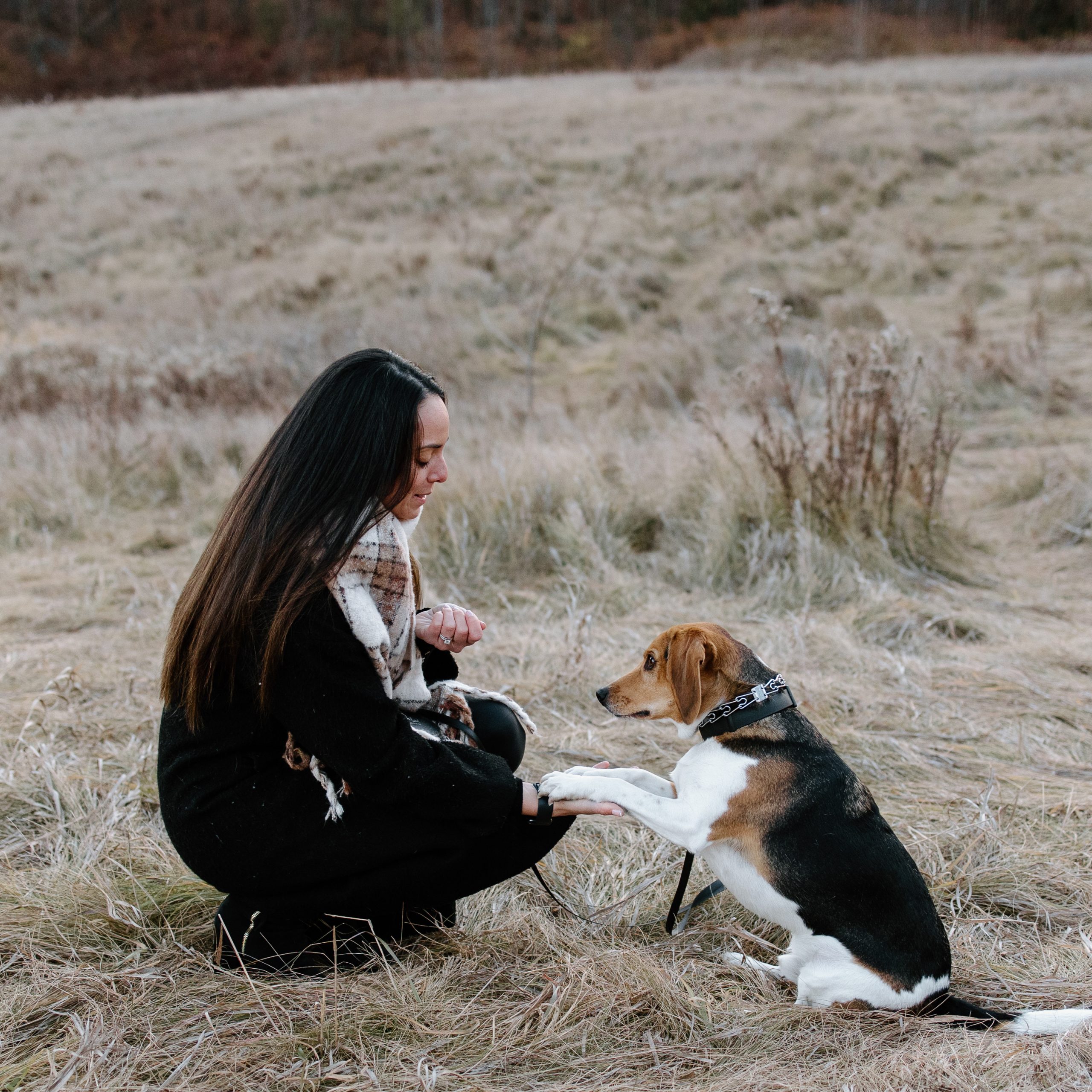 Dallas Craigslist Puppies Find Your Furry Friend Today - f28bjri