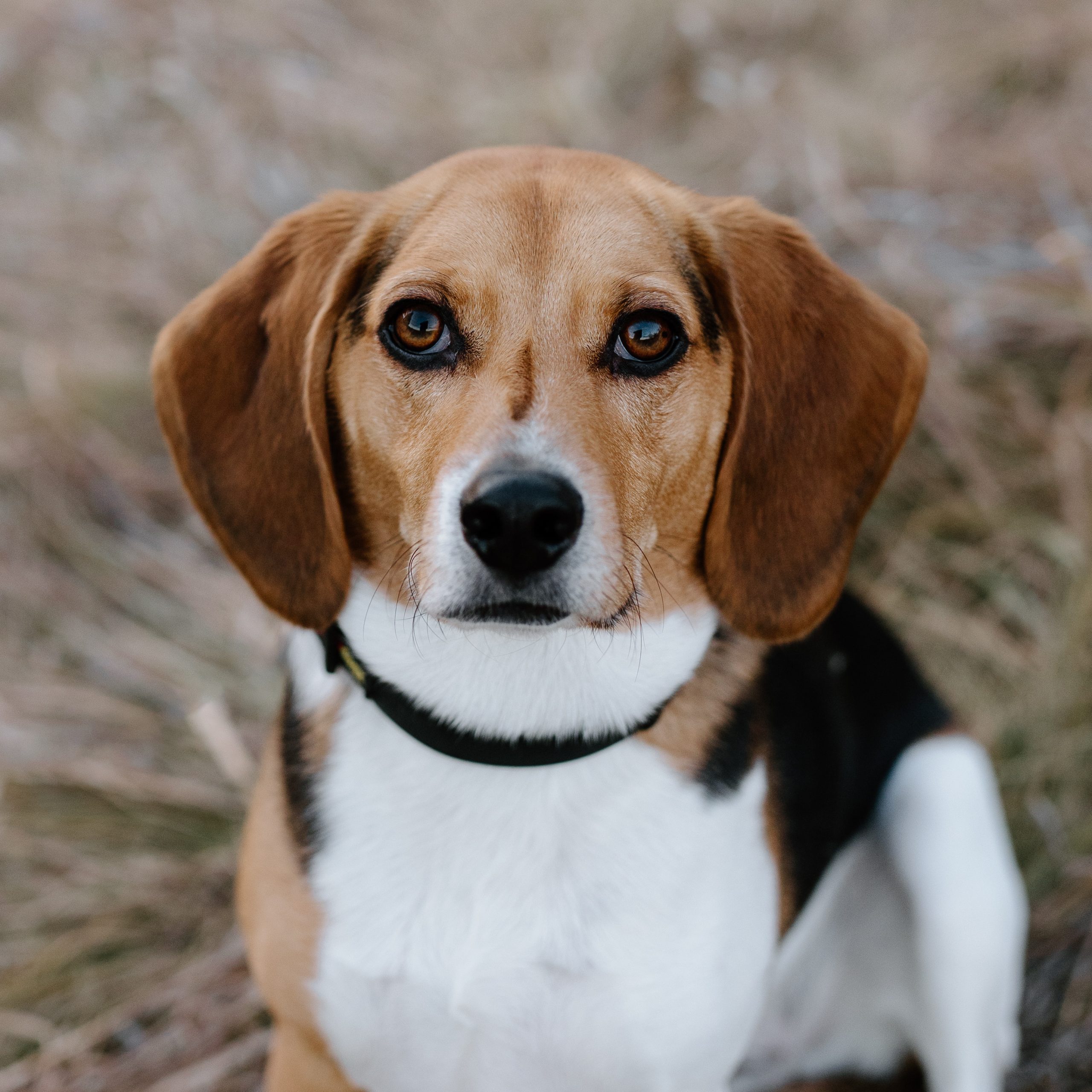 Dallas Craigslist Puppies Find Your Furry Friend Today - r15sojb