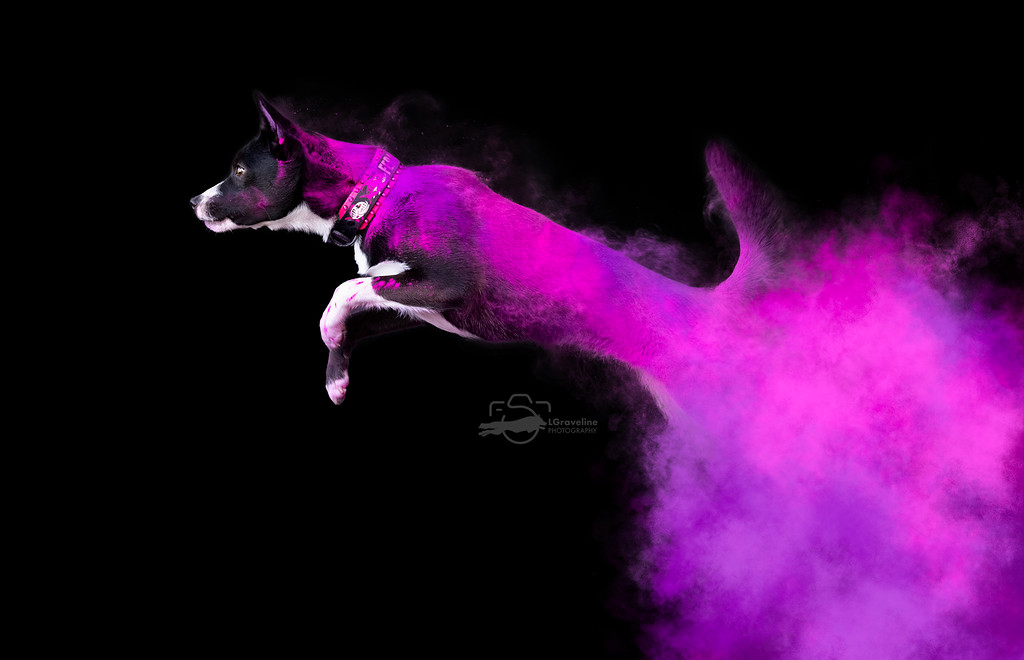 Venus Furry People Productions venus-furry-people-productions