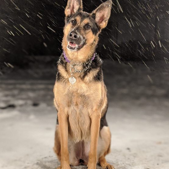 Maya