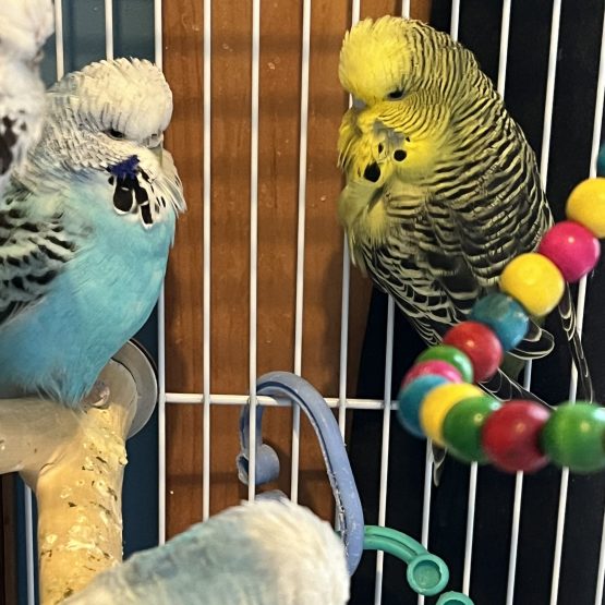 English Budgies