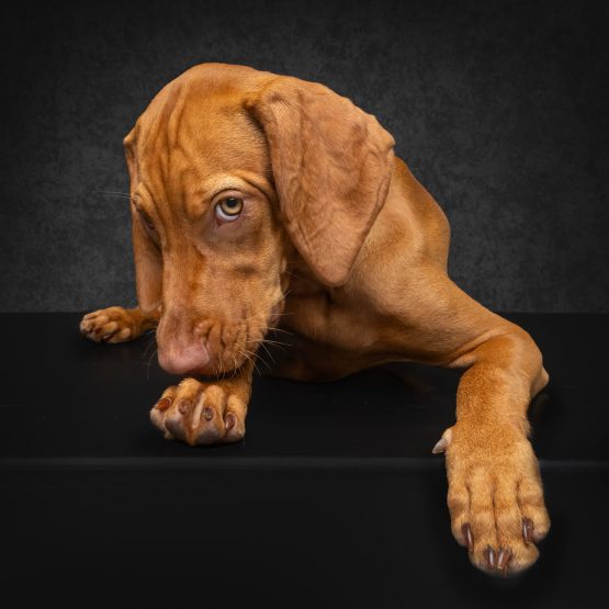 Penny