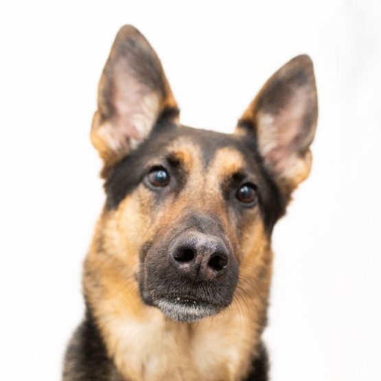 Maya