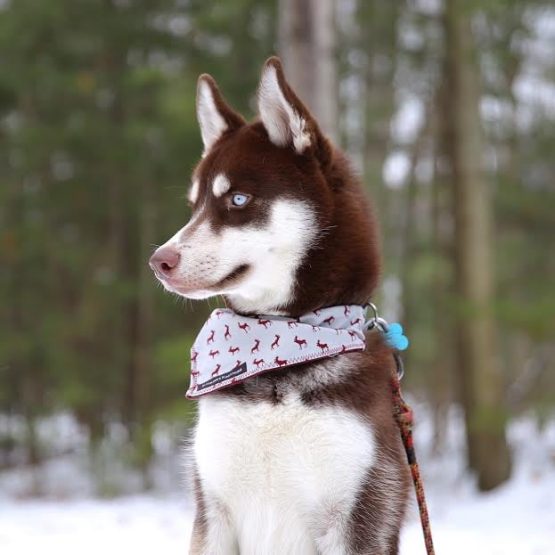 Kona