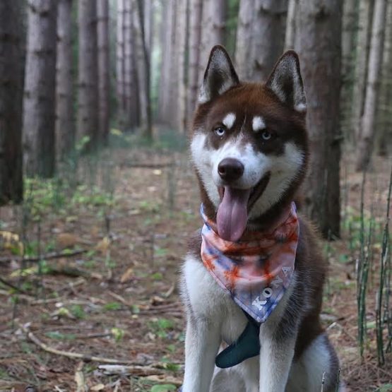 Kona