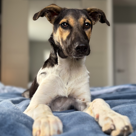 NOVA