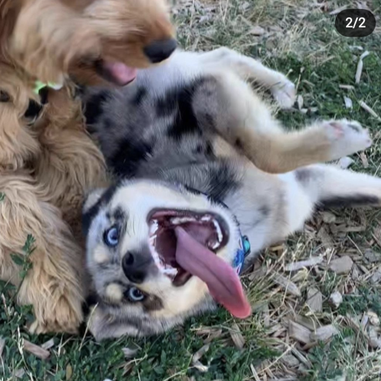Kiba