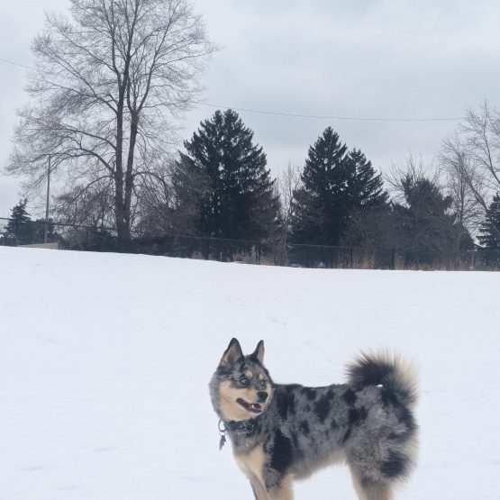 Kiba