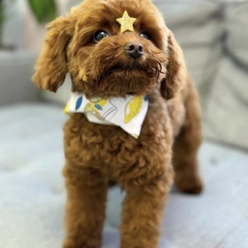 Nacho