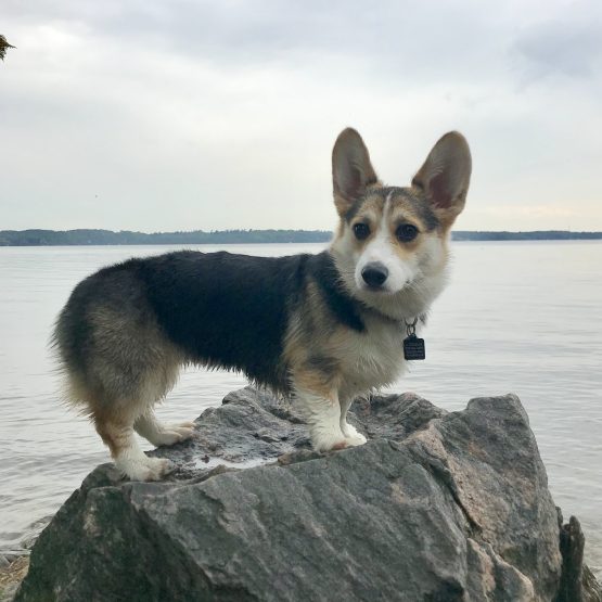 Zwei
