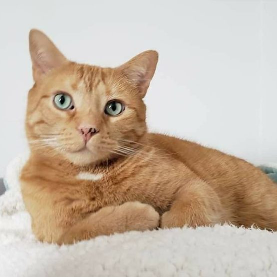 Oliver De Cat