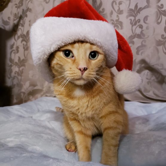 Oliver De Cat