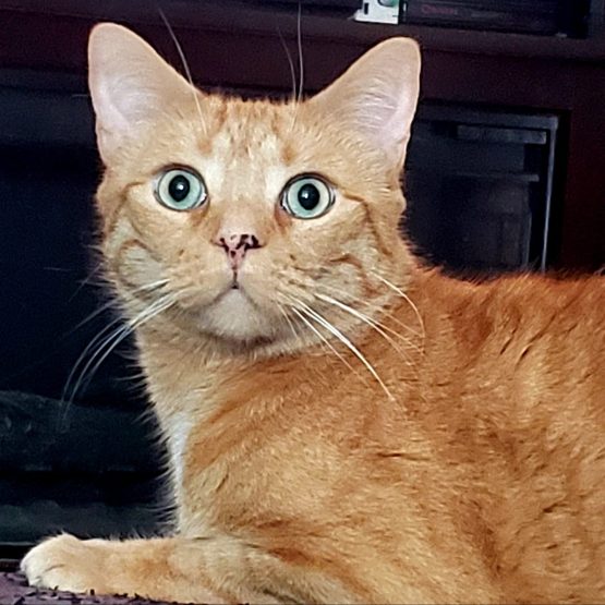 Oliver De Cat