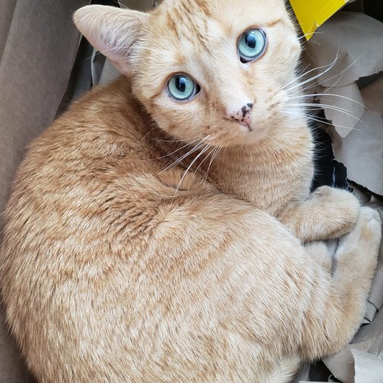 Oliver De Cat