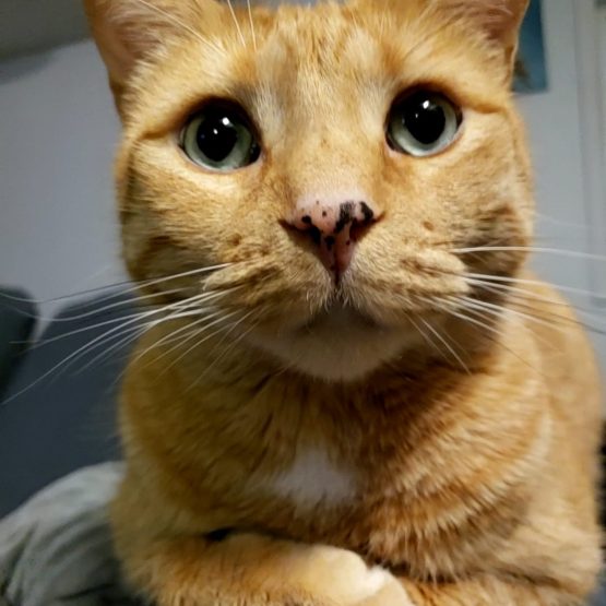 Oliver De Cat