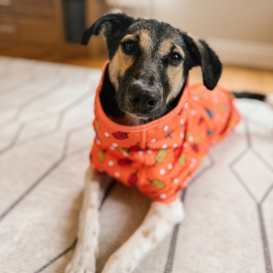 NOVA