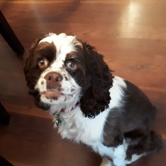 Dottie
