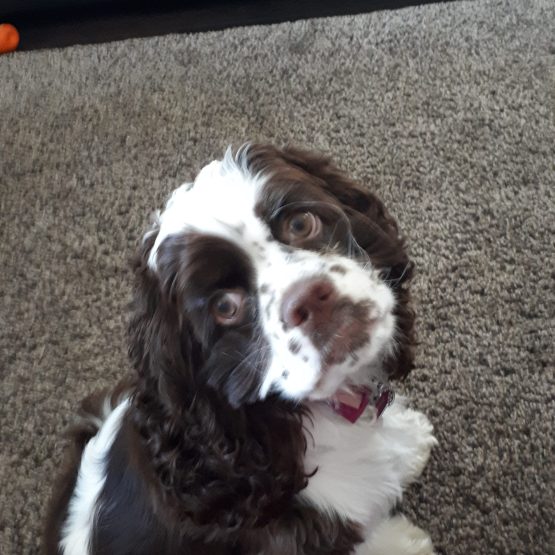 Dottie