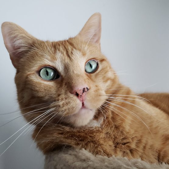 Oliver De Cat