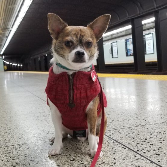 Sir Reginald Fisk