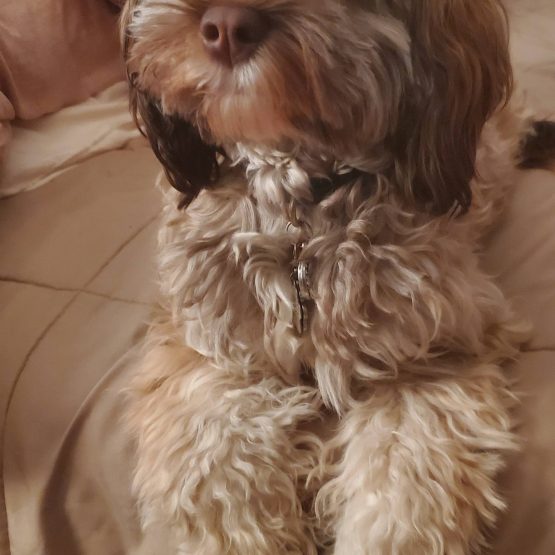 Kona