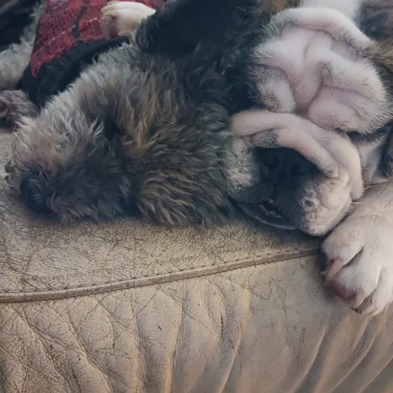 Lola