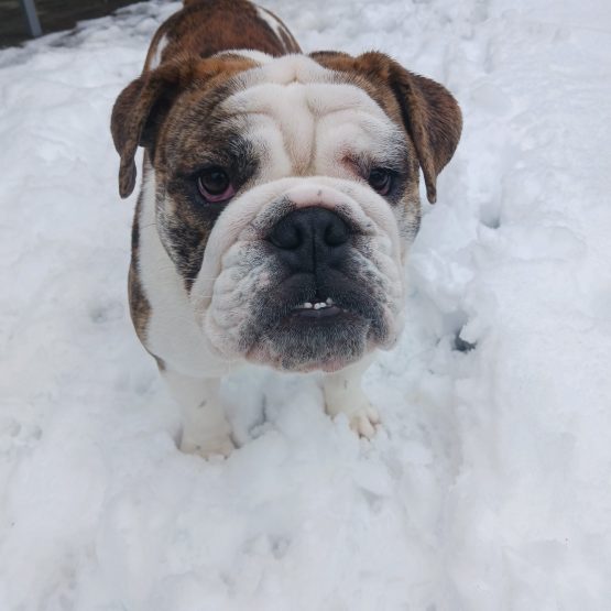 Lola