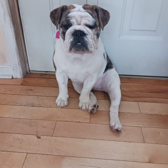 Lola