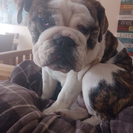 Lola