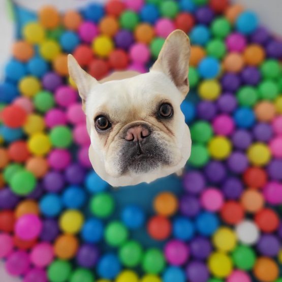 Olive Jellybean