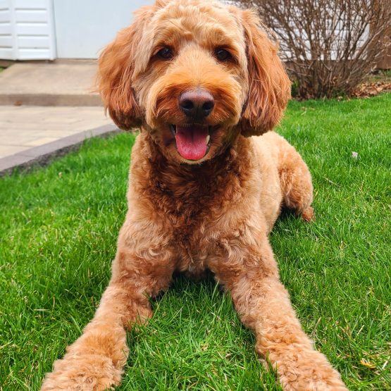 Bentley
