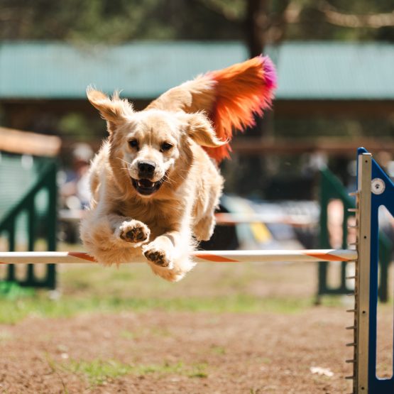 Ridge