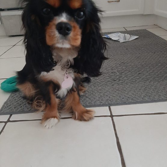 Cookie