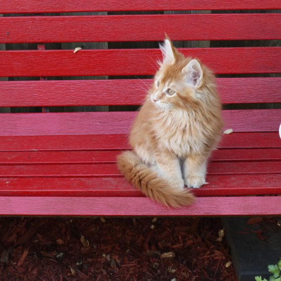 Simba
