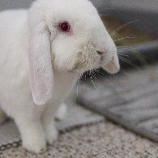 Mochi