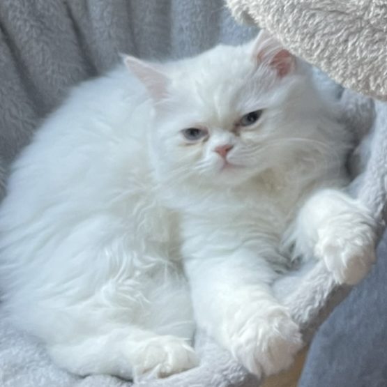 Marshmallow