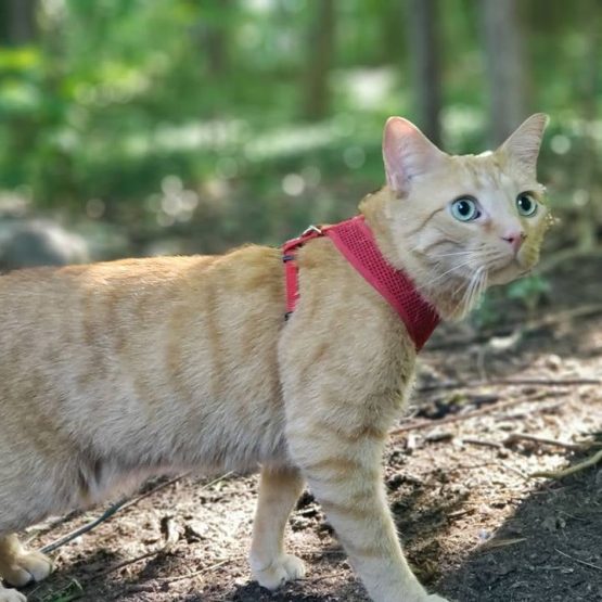 Oliver De Cat