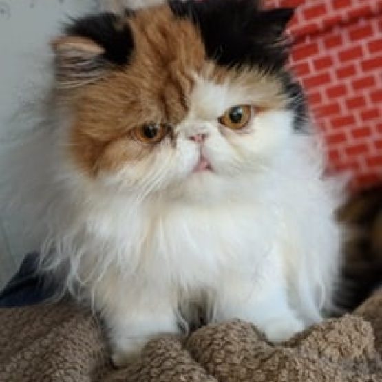 Sophia
