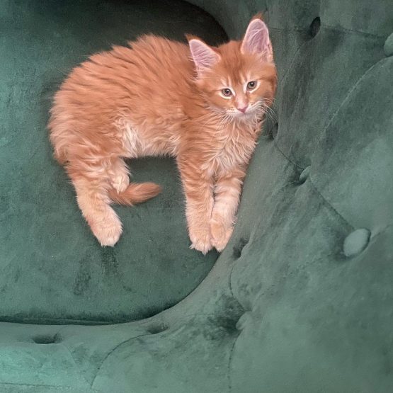 Simba