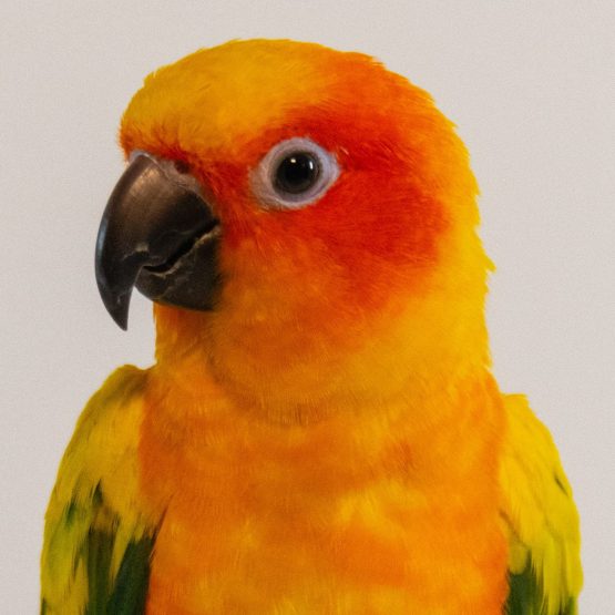 Koa