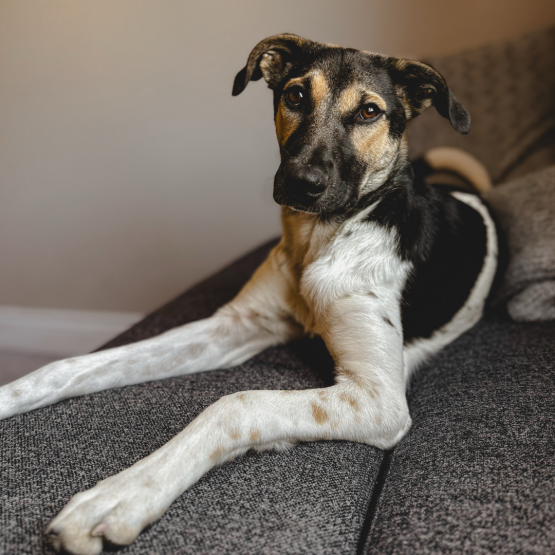 NOVA