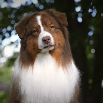 Rigby