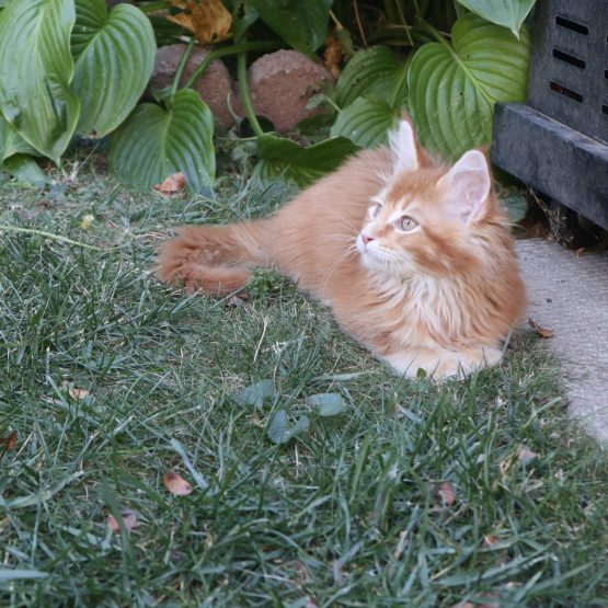 Simba